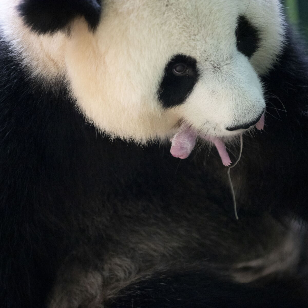 Zoo De Beauval Les 2 Bebes Pandas De Huan Huan Sont Nes Cette Nuit Femme Actuelle Le Mag