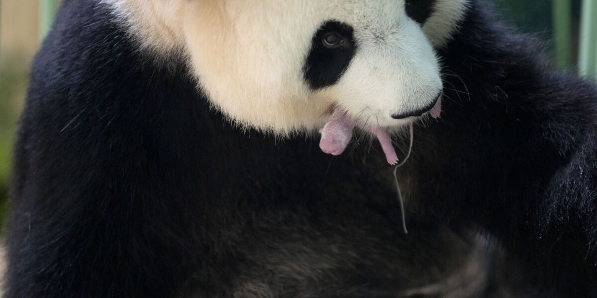 Zoo De Beauval Les 2 Bebes Pandas De Huan Huan Sont Nes Cette Nuit Femme Actuelle Le Mag
