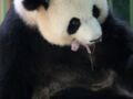 Zoo de Beauval :  les 2 bébés pandas de Huan Huan sont nés cette nuit !