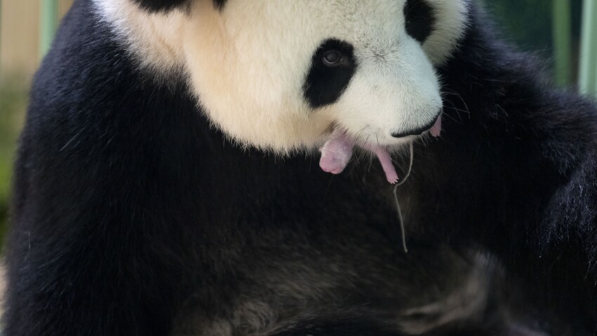 Zoo De Beauval Les 2 Bebes Pandas De Huan Huan Sont Nes Cette Nuit Femme Actuelle Le Mag