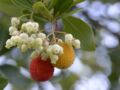 Arbouse : quels sont les bienfaits santé de ce fruit ? 