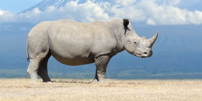 Tout savoir sur le rhinocéros blanc