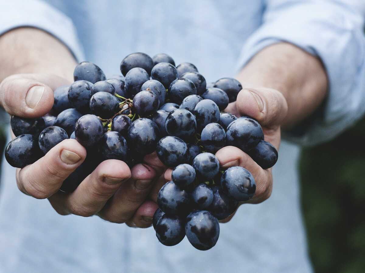 Nos conseils pour bien choisir, préparer, conserver et déguster le raisin de table