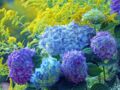 Hortensia : comment obtenir des fleurs bleues ?