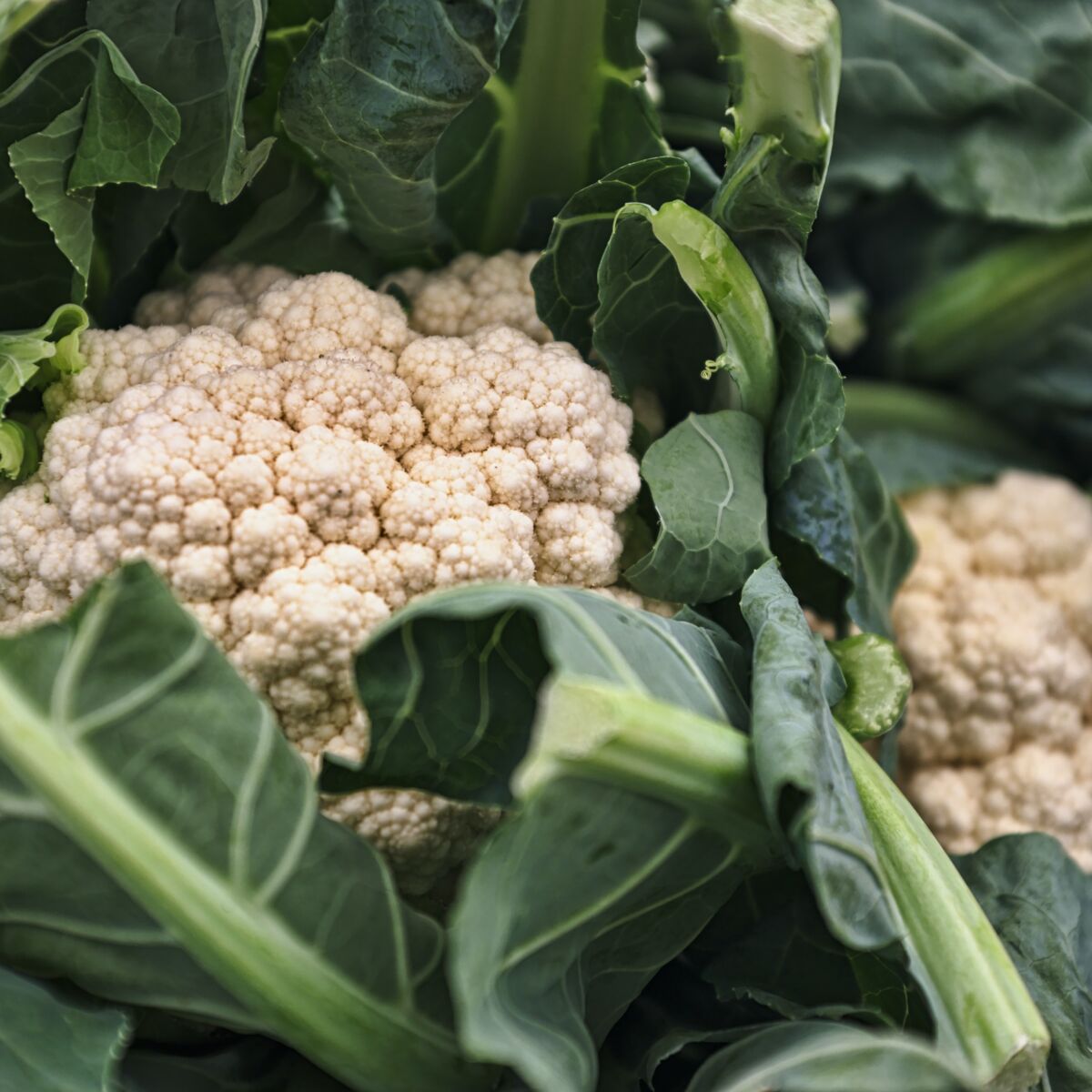 Brocolis, choux-fleurs Face aux maladies de l'hiver, les légumes  crucifères seraient nos meilleurs alliés