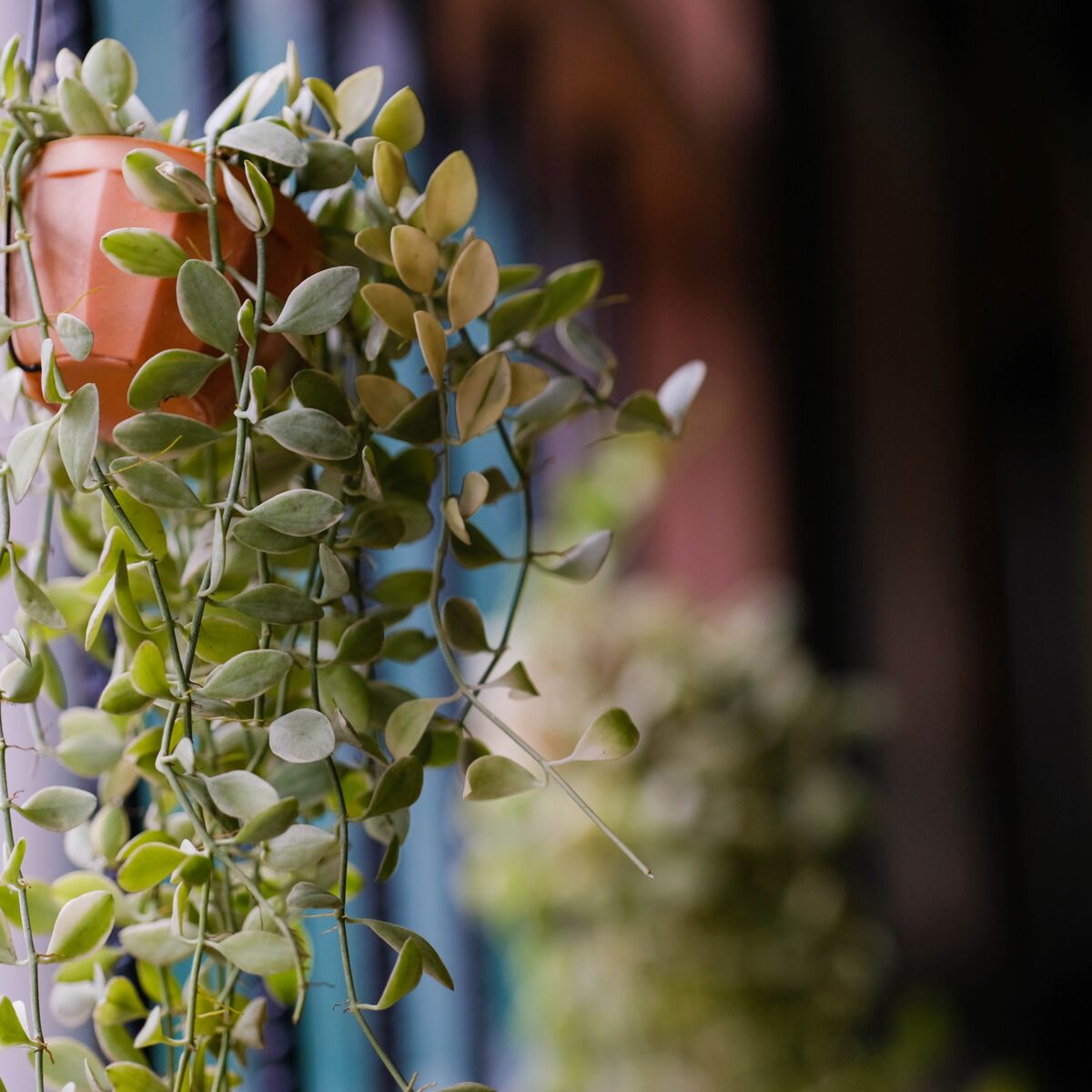 12 plantes grasses retombantes pour végétaliser votre intérieur
