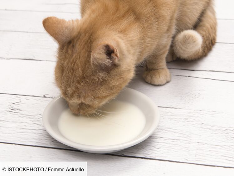 La consommation de lait est-elle recommandée pour votre chat ?