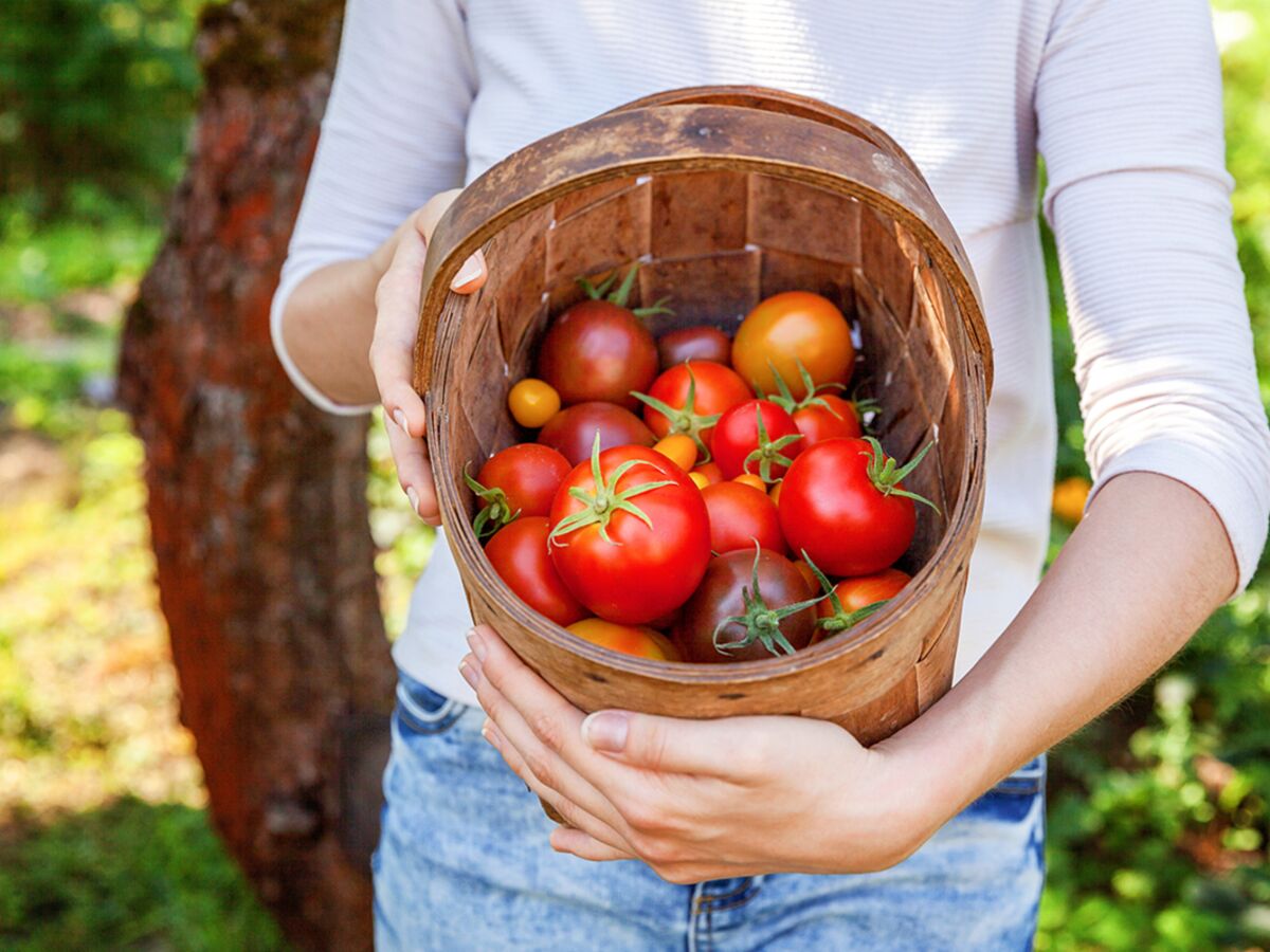 Potager: comment avoir de belles tomates?