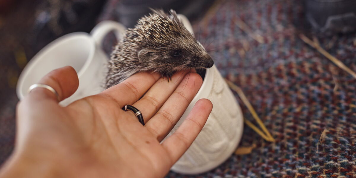 les rencontres du hérisson