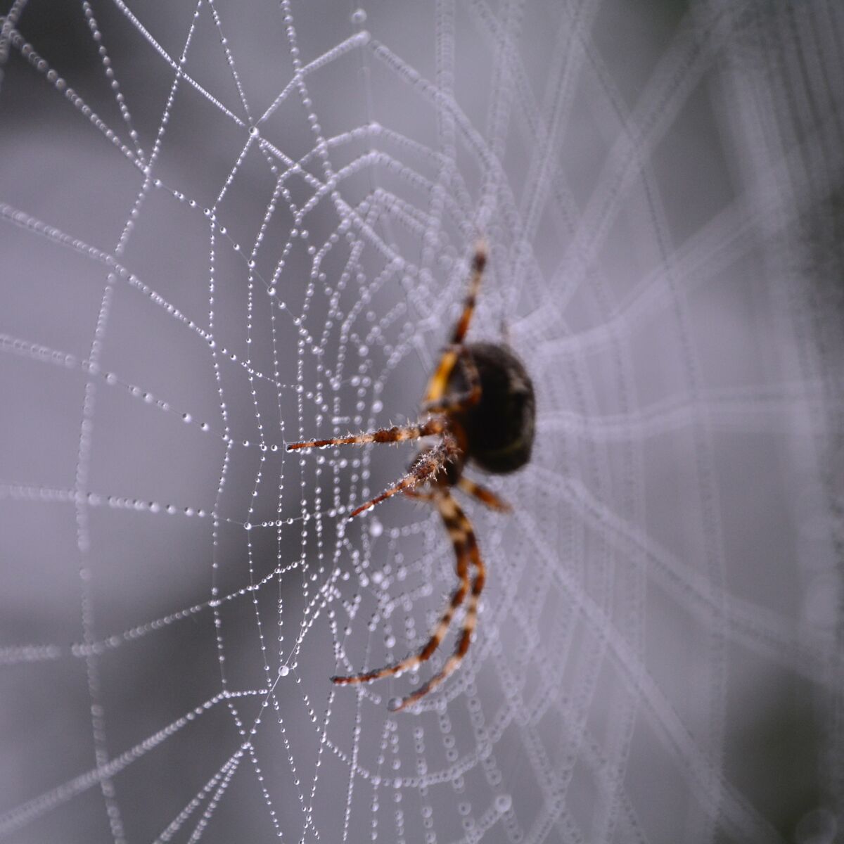 arachnophobie cette application vous aide a surmonter votre peur des araignees femme actuelle le mag coloriage de service forestier