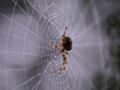 Arachnophobie : cette application vous aide à surmonter votre peur des araignées