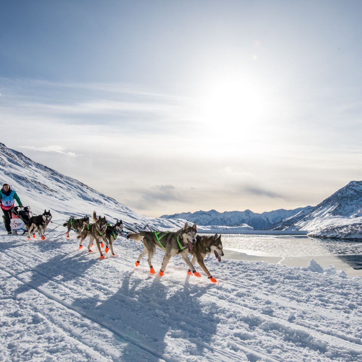 Chien de traineau - Photo Voyageons-Autrement