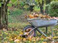 Quelles feuilles mortes éviter pour son paillage ou dans son compost ?