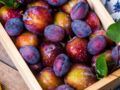4 bonnes raisons de manger des prunes