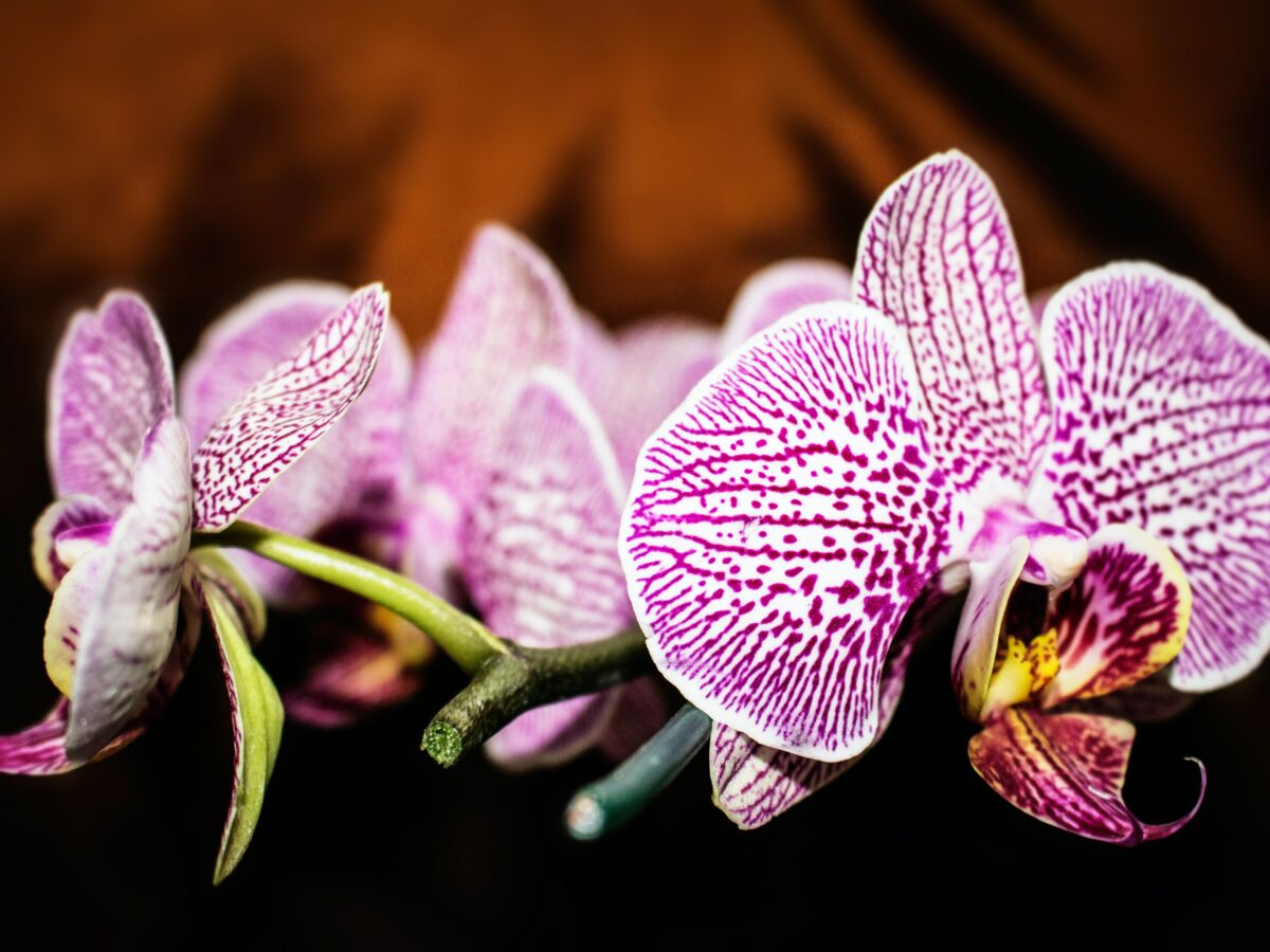 Conseils et astuces pour prendre soin des orchidées