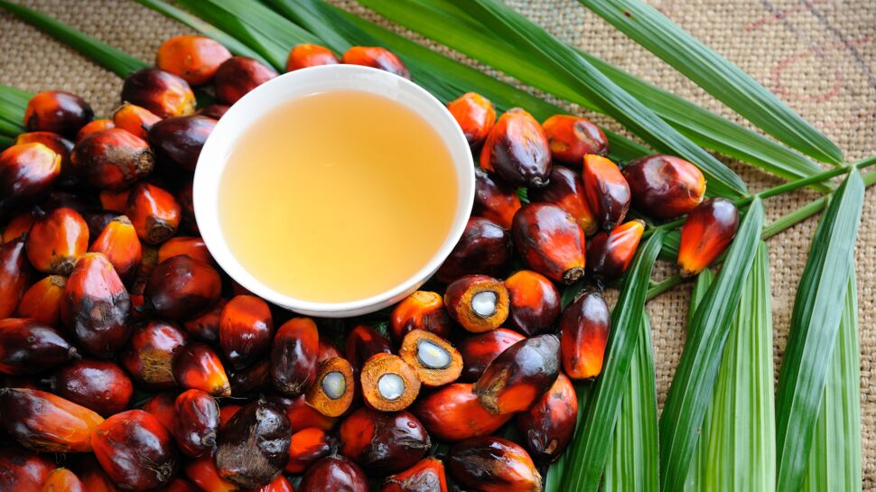 Trois choses à savoir sur l'huile de palme - Socfin