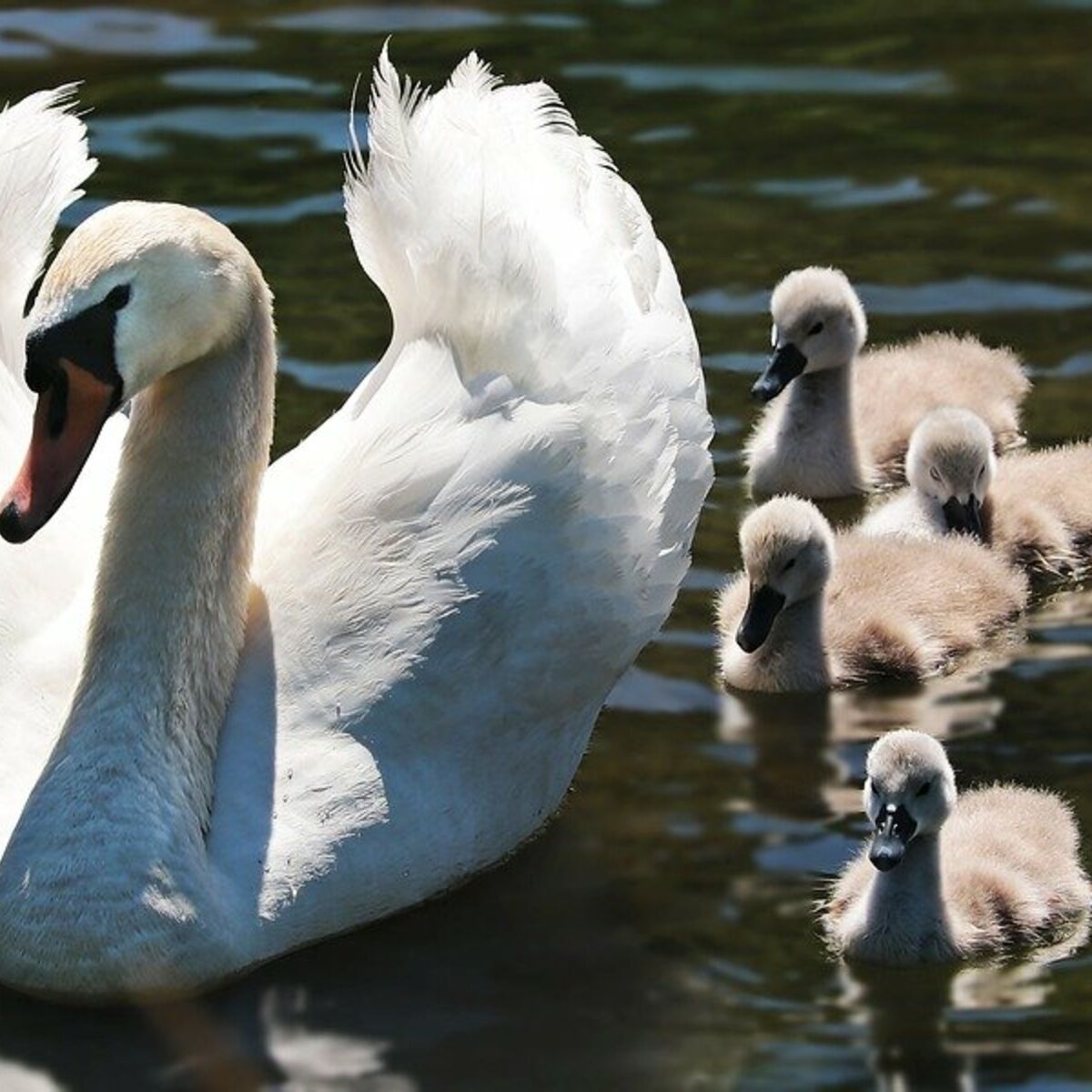 Comment Sappelle Le Bebe Du Cygne Tout savoir sur les différentes espèces de cygnes : Femme Actuelle Le MAG