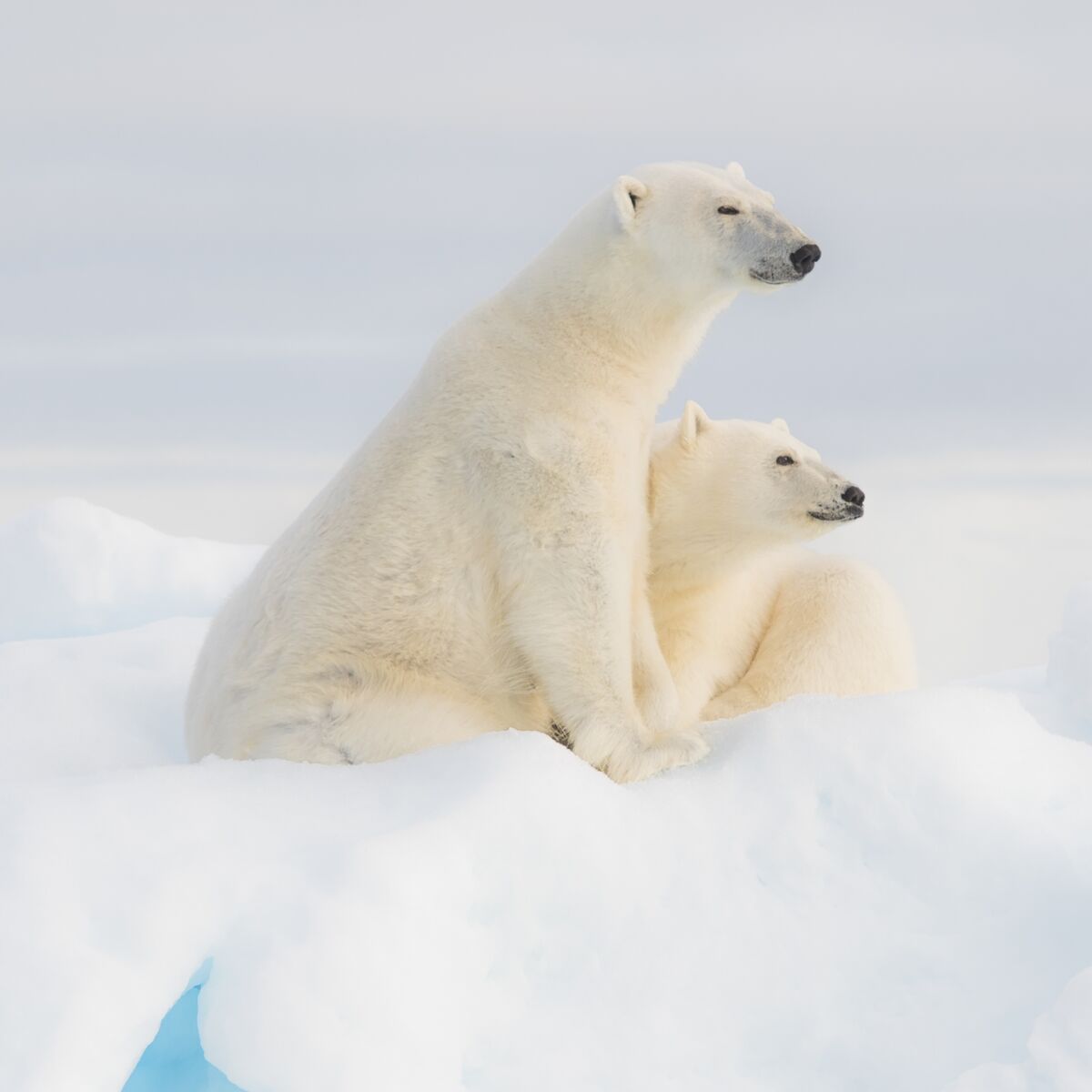 Ours polaire avec son bébé