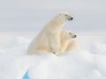 L'ours polaire, un mammifère menacé par le réchauffement climatique