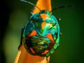 Tout savoir sur le scarabée, l'animal porte-bonheur