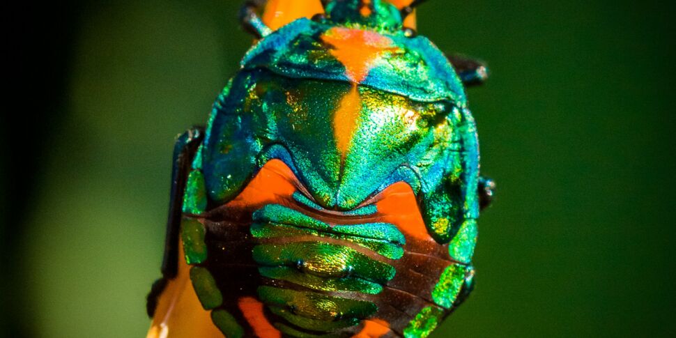 Tout savoir sur le scarabée, l'animal porte-bonheur