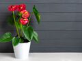 Anthurium : comment l’entretenir pour avoir de belles fleurs ?