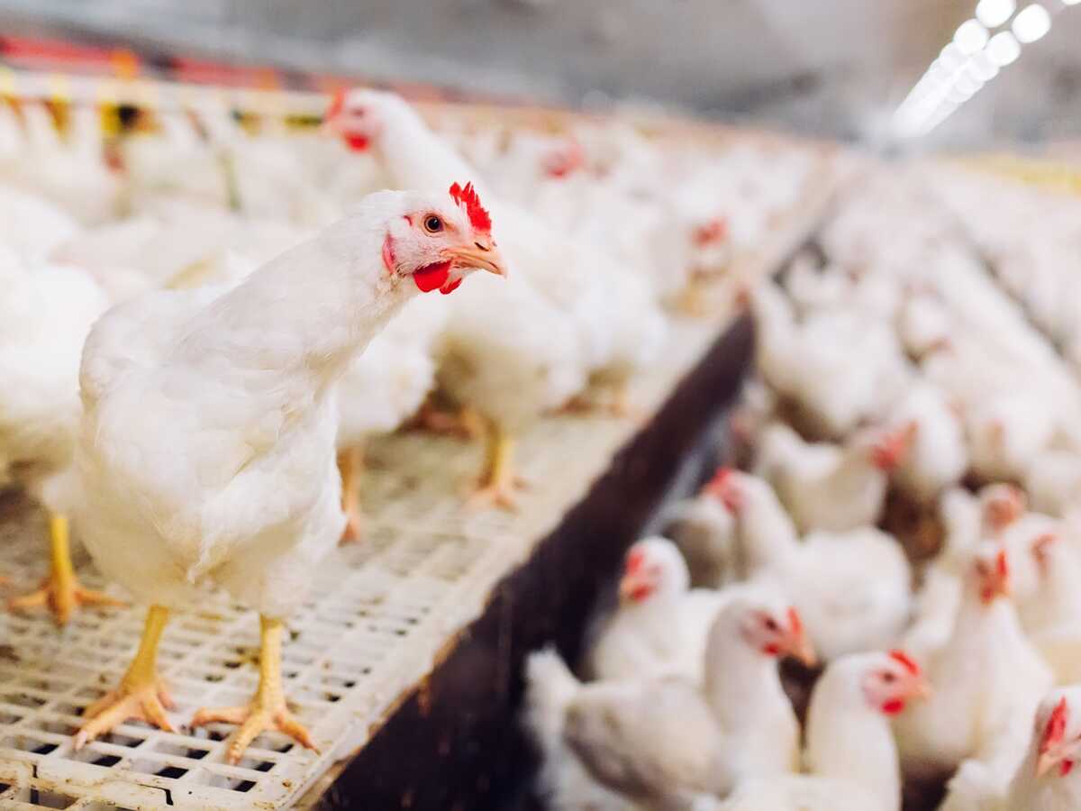 Grippe aviaire : origine, transmission, symptômes, traitements