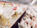 Grippe aviaire : origine, transmission, symptômes, traitements
