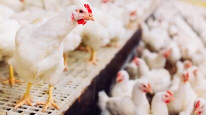 Variole aviaire : symptômes, causes, traitement et prévention