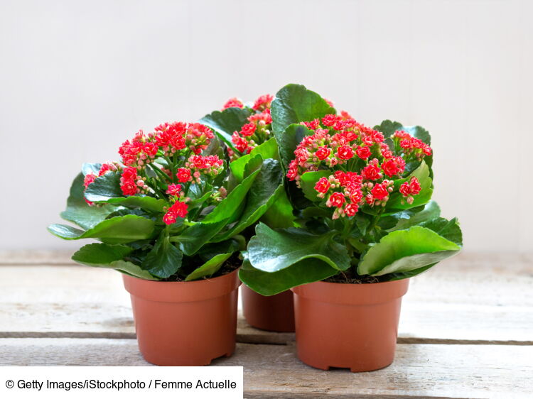 5 Plantes Grasses Fleurs Pour Mon Int rieur Femme Actuelle Le MAG