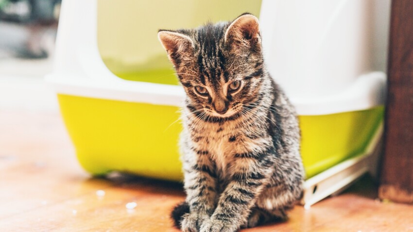 Comment Faire La Litiere De Son Chat Soi Meme Femme Actuelle Le Mag