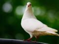 France : découvrez ces lieux qui portent le nom de la colombe