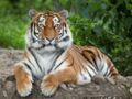 Tout savoir sur  le tigre de Sibérie
