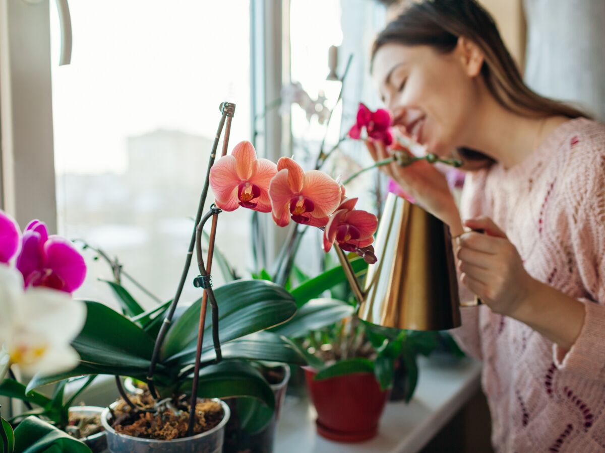 Comment entretenir une orchidée ?