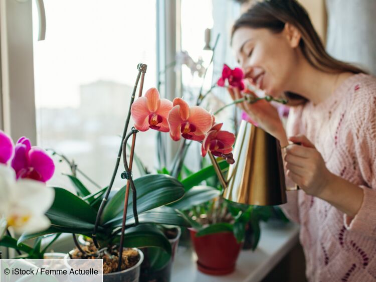 Orchidée : comment planter et entretenir un Phalaenopsis ou