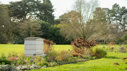 Une ruche dans mon jardin : le cycle de vie des abeilles : Femme