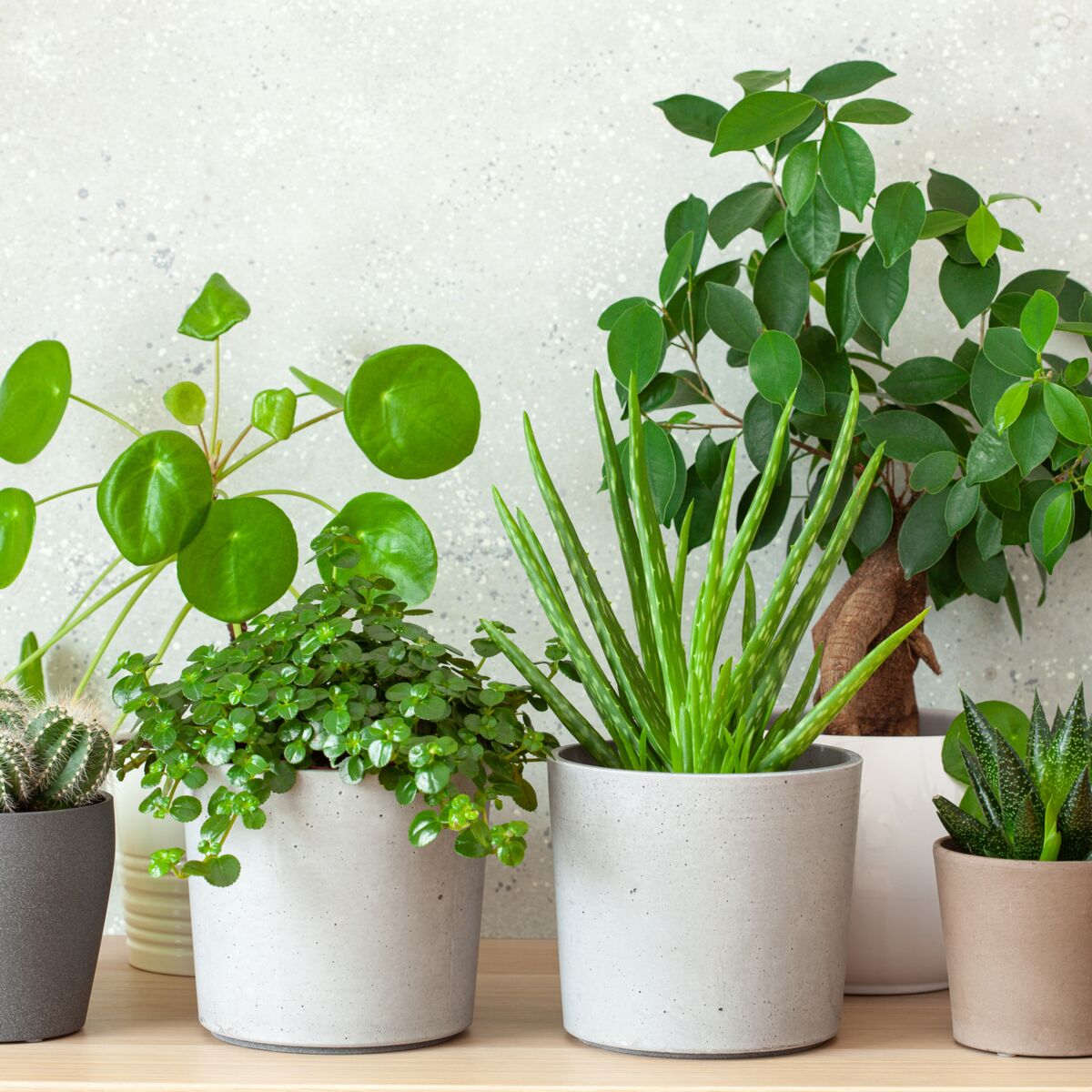 Plantes d'intérieur : photos et conseils d'entretien pour ses plantes vertes
