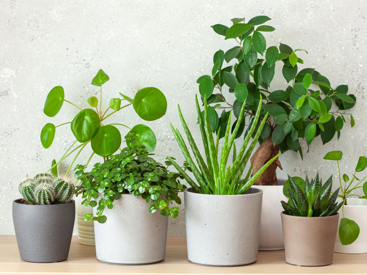 10 plantes d'intérieur sans entretien