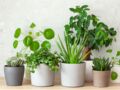 5 plantes d’intérieur faciles à vivre et sans entretien !