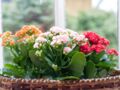 5 plantes d’intérieur à fleurs à adopter en automne