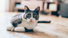 Lymphome Felin Quels Sont Les Signes De Ce Cancer Du Chat Femme Actuelle Le Mag