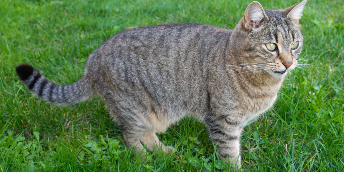 Lymphome Felin Quels Sont Les Signes De Ce Cancer Du Chat Femme Actuelle Le Mag