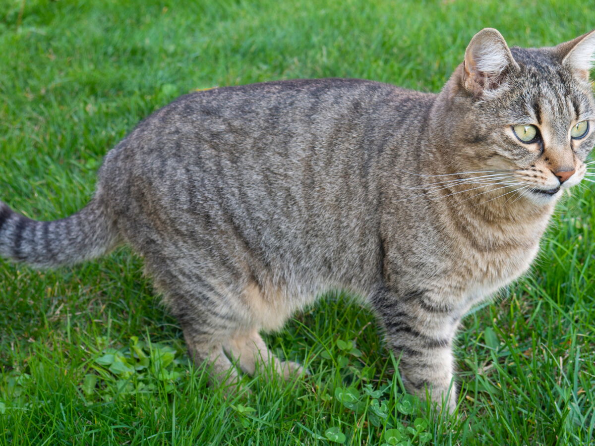 Lymphome Felin Quels Sont Les Signes De Ce Cancer Du Chat Femme Actuelle Le Mag