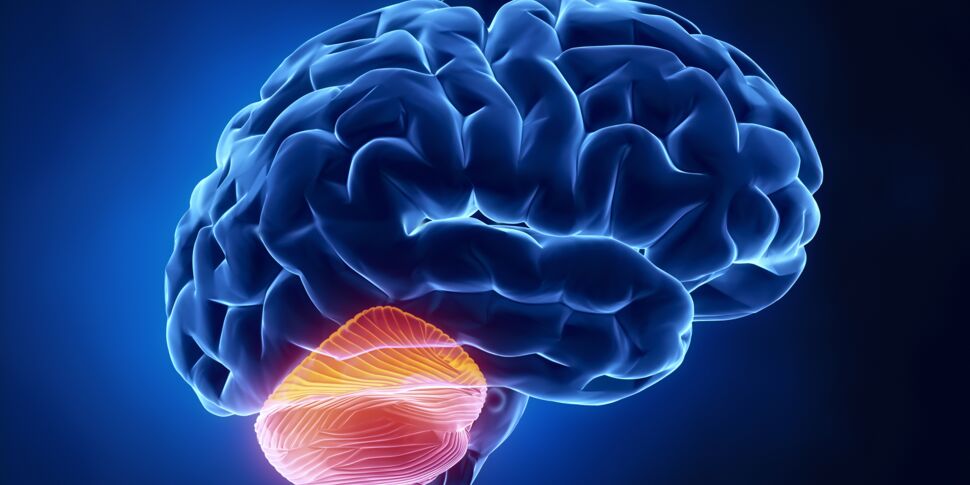 Cervelet : rôle, anatomie et troubles associés 