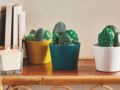 DIY déco : comment réaliser un petit jardin de cactus avec des galets