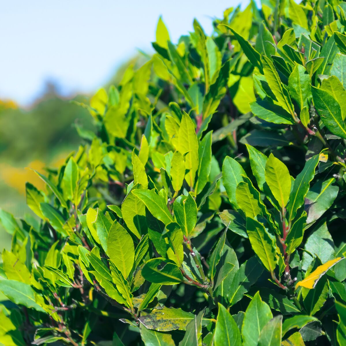 Quelle est la durée de conservation des feuilles de laurier ? 
