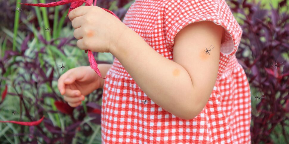 Piqûres d'insectes chez l'enfant ou le bébé : les meilleures solutions pour les prévenir et les soulager 