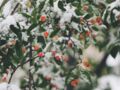 Neige du 1er avril : que faire pour sauver mes plantes du froid ?