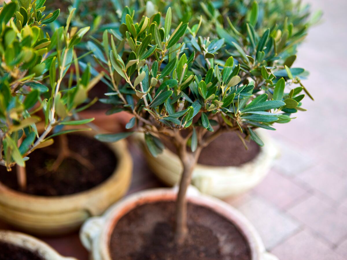 4 conseils pour entretenir son olivier en pot