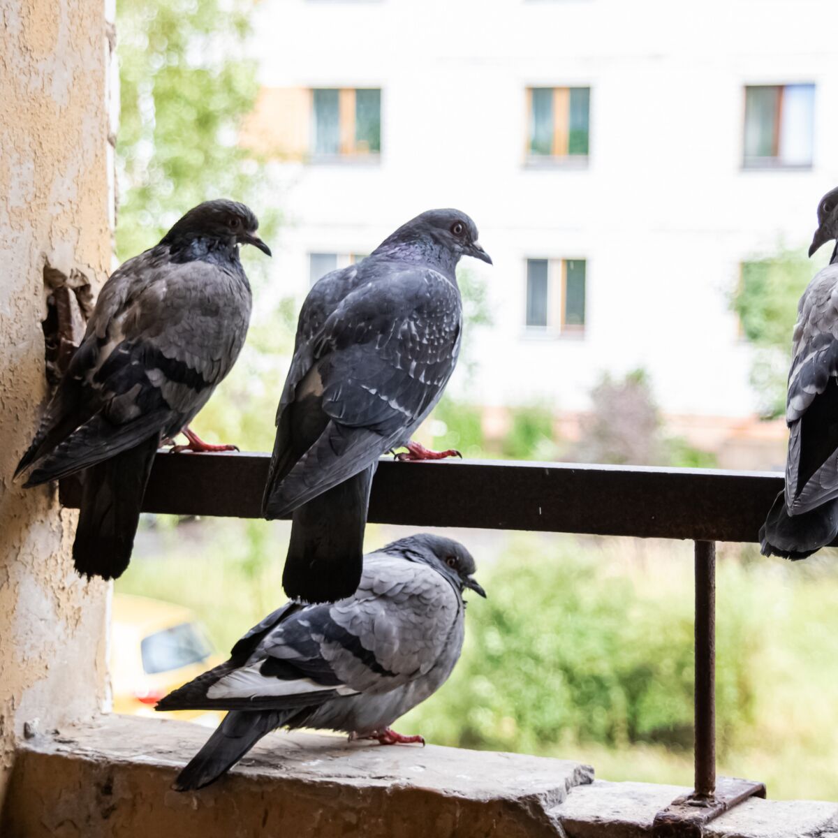 Répulsif naturel pour pigeons : filet Anti-pigeon pour balcon et toit